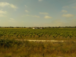 Fields on the way by train to Évora.